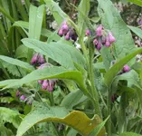 DSC02712 - 2012-05-05 - beinwell rosa.webp