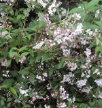 DSC02710 - 2012-05-05 - deutzie.webp