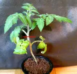 tomate1.webp