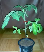 tomate2.webp