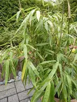 P1070821.webp