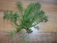 DSCF2482.webp