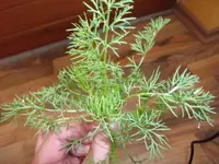 DSCF2483.webp