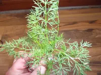 DSCF2484.webp