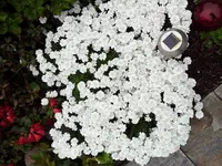 2012-05-05 17.11.39.webp