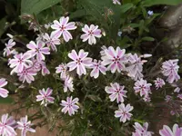 090.webp