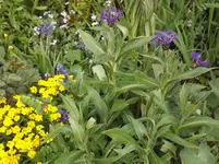 101.webp