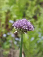 105.webp