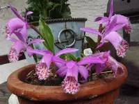 pleione.webp