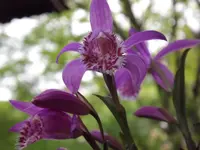 pleione (2).webp