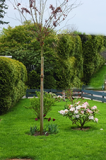 Vorgarten rechts_mini.webp