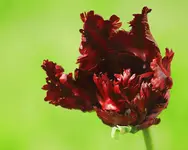 dunkelrote Fransentulpe5_smaller.webp