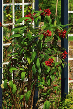 Hammerstrauch_smaller.webp
