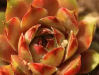 Wurz1_smaller.webp
