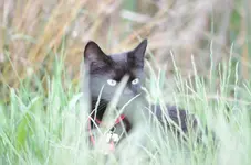 DSC_7265 schwarzer Kater.webp