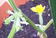 Erste Gürkchen.webp
