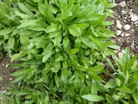 P1020471.webp