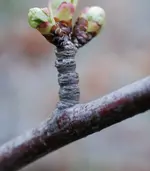 DSC_3996.2.webp