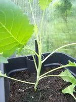 Kohlrabi1.webp