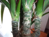 DSCF2485.webp