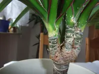 DSCF2496.webp