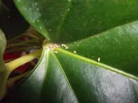 DSCF2503.webp