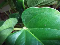 DSCF2504.webp