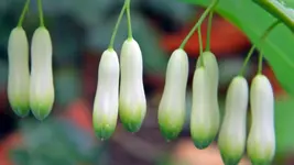 DSCN2477.webp