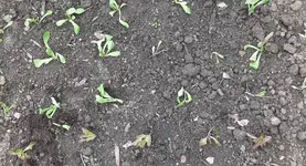 Kopfsalat4.webp