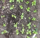 Kopfsalat5.webp