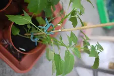 P1090833.webp