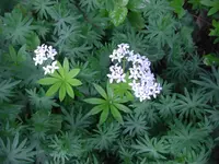 CIMG7180.webp