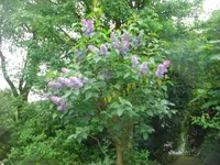 CIMG7171.webp