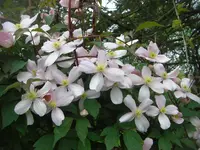 CIMG7165.webp