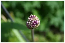 allium giganteum.webp