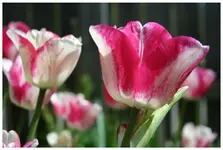tulpe rosa weis3.webp