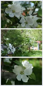 Apfelblüte-vert.webp