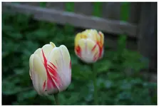 tulpe merhfarbig.webp
