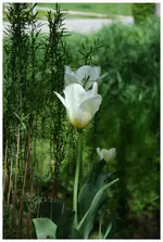 Tulpe weis2.webp