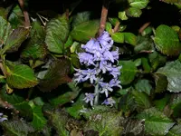 Blume.webp