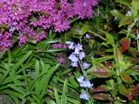 Blume2.webp