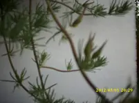 Frühjahr 019.webp