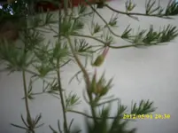 Frühjahr 020.webp