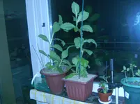 BILD0083.webp
