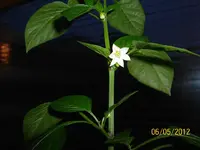 Blüte WG HabaPap 100_0888 (Medium).webp