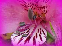 Copy of IMG_2010v.webp