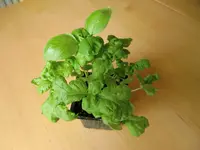 CIMG0911.webp