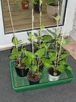 Garten 2012-2 004.webp