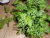 Garten 2012-2 001.webp