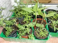 Garten 2012-2 002.webp